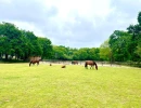 Vignette - Équestre - Domaine Equestre à deux pas de la mer sur 3,3 Ha - Secteur Bi