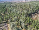 Vignette - Forest - Forêt de résineux de 81 ha en Corrèze