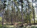 Vignette - Land - Superb forest of 44ha in one piece in Vienne (splendid Douglas forest over 12ha)