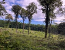 Vignette - Forestière - Forêt de 4,5 ha dans le Mâconnais