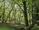 Vignette - Forest - Propriété de 16 ha dans le Morbihan