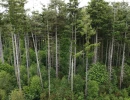 Vignette - Forestière - Forêt résineuse de 6.8 ha dans le Morbihan