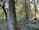 Vignette - Forest - Forêt de 30 ha en Haute-Marne