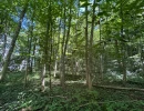 Vignette - Forest - Massif forestier feuillu de 75 ha en Moselle