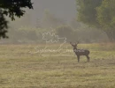 Vignette - Forestière - Domaine d'exception de Chasse et d'Agrément - Maison de Maître - Pavillon Chasse - Maison de Gardien - Maison d'Amis - Ferme - Dépendances - Etangs - Forêt