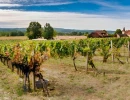 Vignette - Vineyard - LOT DOMAINE VITICOLE AOC CAHORS 19 HA