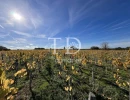 Vignette - Viticole - Parcelle de vignes en production en AOC