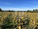 Vignette - Viticole - Parcelle AOC, plantée en vigne de production