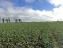 Vignette - Agricole - Terres agricoles louées dans le Nord de la Mayenne (53)