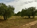 Vignette - Agricultural - Dpt Bouches du Rhône (13), à vendre FONTVIEILLE terrain