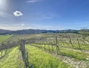 Vignette - Vineyard - Vineyards