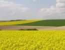 Vignette - Foncière - VENTE TERRAIN AGRICOLE - GUILLY