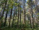 Vignette - Forestière - Forêt résineuse de 8 ha dans la Nièvre