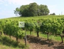 Vignette - Vineyard - Turnkey 9-hectare vineyard estate