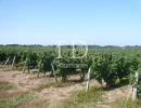 Vignette - Viticole - 15 hectares de vignes en AOC