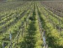 Vignette - Vineyard - 20 to 50 acres of AOC Champagne vines for sale prestigious vintage