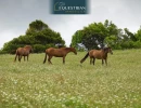 Vignette - Equestrian - Maison à vendre L'Isle-Jourdain