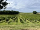 Vignette - Vineyard - For sale at Duras, Renowned vineyard estate