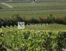 Vignette - Vineyard - For sale emblematic Bordeaux vineyard estate with quality terroir