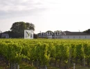 Vignette - Vineyard - AOC Moulis vineyard estate of 16 ha in one single block with a stone house to renovate