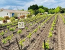 Vignette - Viticole - A vendre petite propriété viticole en AOC Haut Médoc - Vignes et chai