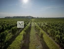 Vignette - Vineyard - Magnificent turnkey vineyard estate for sale - AOC Côtes de Duras with wine stock included