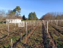 Vignette - Vineyard - Small vineyard estate for sale of 6.86 ha with farm buildings in excellent condition