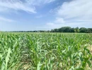 Vignette - Foncière - Terrain agricole