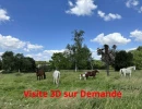 Vignette - Équestre - Propriété idéal chevaux, gîtes ou artisan, 1,9 hectares