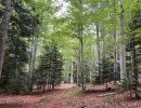 Vignette - Forestière - Forêt mixte de 28 ha dans le Livradois Forez