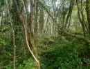 Vignette - Forestière - Forêt mixte de 8,1 ha dans le Limousin