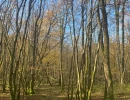 Vignette - Forestière - Vends belle forêt feuillue - 20ha environ - Périgord Vert