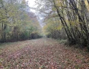 Vignette - Forest - Belle forêt de production de résineux