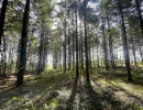 Vignette - Forestière - Excellente forêt de production de résineux