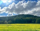 Vignette - Land - Terrain agricole à vendre pour cultiver, loisirs ou investissement