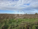 Vignette - Vineyard - TERRAIN VITICOLE AOC CHATEAUMEILLANT