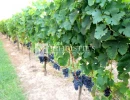 Vignette - Vineyard - Saint Emilion Grand Cru vineyard Estate for sale