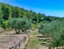 Vignette - Agricole - VAR PROPRIETE DE STANDING OLIVERAIE 8 HA