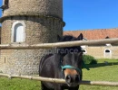 Vignette - Equestrian - FOR SALE - HESDIN L'ABBÉ - RENOVATED FARMHOUSE - CAPACITY OF THE COMPLEX 468 M2 - 17 ROOMS - GARAGE