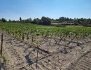 Vignette - Vineyard - Vineyards