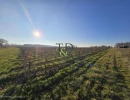 Vignette - Vineyard - Terrain à vendre Châteaumeillant