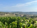 Vignette - Viticole - Domaine Viticole IGP Limoux certifié AB de 34Ha avec cave et 2 habitations