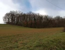 Vignette - Forestière - Terrain boisé – forêt