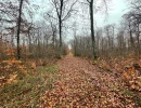 Vignette - Forest - Projet Label bas-carbone sur 116 hectares dans la région Grand-Est