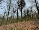 Vignette - Forest - Forêt de Chêne de 22 hectares