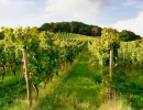 Vignette - Vineyard - GERS PROPRIETE VITICOLE EN BAS ARMAGNAC 14 HA