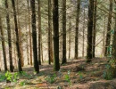 Vignette - Forest - Forêt d’un seul tenant avec Douglas et feuillus de 7 ha dans le Lot