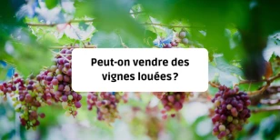 Peut-on vendre des vignes louées ?