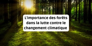 L'importance des forêts dans la lutte contre le changement climatique