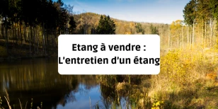 Étang à vendre : l'entretien d'un étang